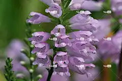 花 植物 花卉背景 开花 美丽的花朵 蕊 听话的植物 花壁纸