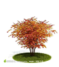 3d效果图模型园林景观设计红叶树木下载