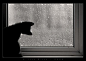 猫猫歪头照、猫、雨、下雨、雨景