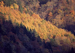 红曲采集到山水