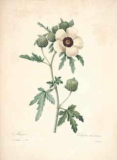 yesigrid采集到Choix des plus belles fleurs