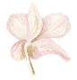 花PNG