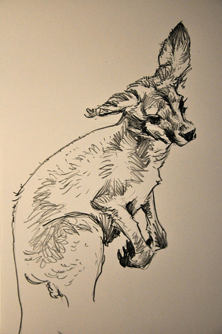 冫鱼从神奇的miss夏转采于2017-04-19 17:39:32小速写,红袋鼠北鼻素描