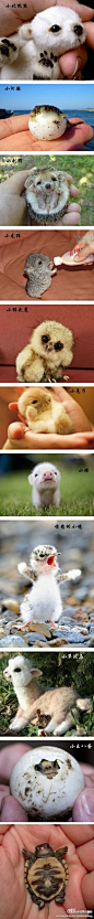 Nature / Cute baby animals! ♥