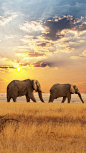 Africa, Elephants, Sunset  非洲，大象，日落