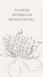 金丝桃（拉丁学名：Hypericum monogynum L.），金丝桃的花语：迷信、复仇、娇媚哀婉@curry100