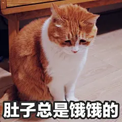 #著名网黄猫日# 黄猪猪表情包钱包空空的 ​​​​