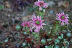 永生蜘蛛粉花