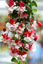 Gorgeous Flowers Garden & Love — Fuchsia Flowers ... 华丽的花园和爱的紫红色的花
