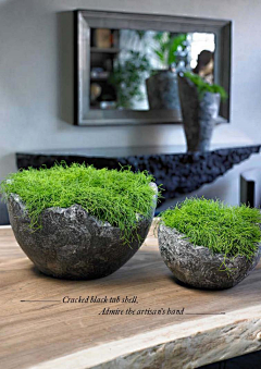 654856采集到植物