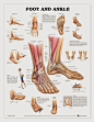 Ankle Anatomy Muscles | Anatomy Picture Reference and Health News