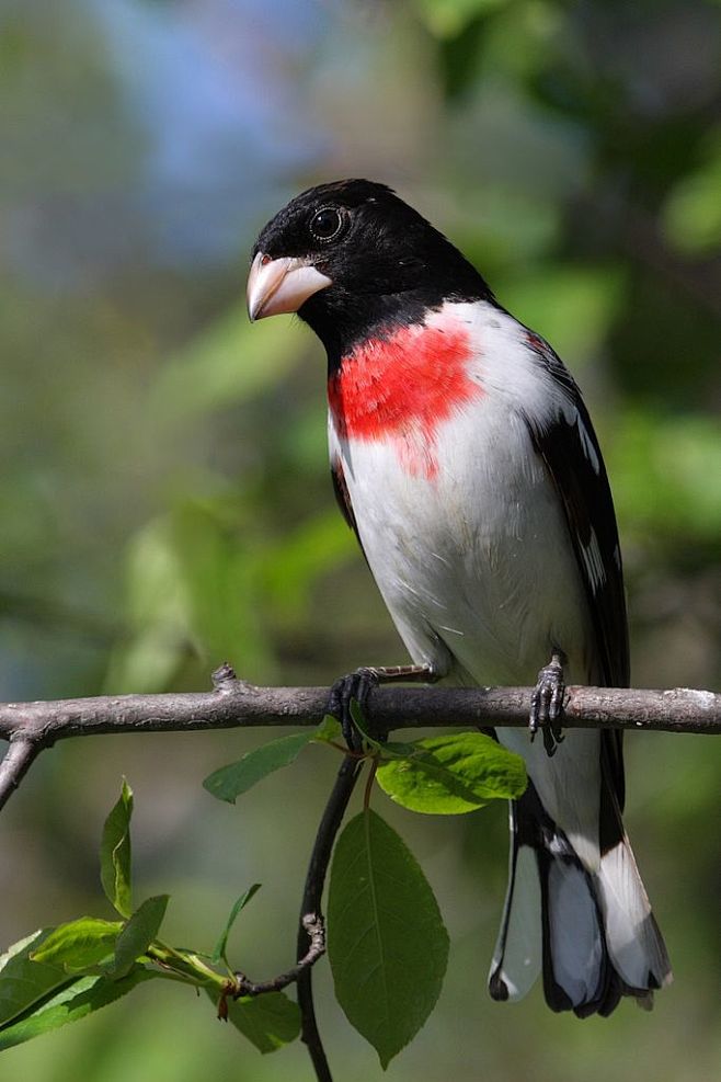 玫胸白斑翅雀是美洲雀科一種大型鳴禽，它在...