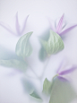 Flowers for the unicorn : Personal project "Flowers for the Unicorn"