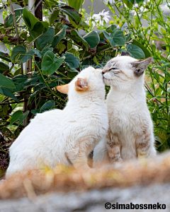 鴈王采集到猫猫猫