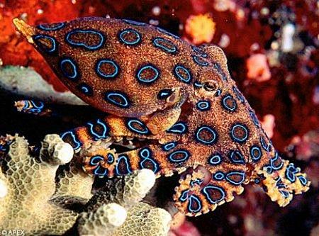 蓝环章鱼的毒液可以致人死地