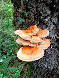 蘑菇在秋天
