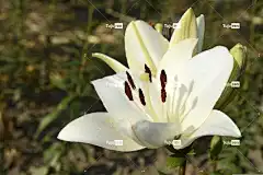 百合 花壁纸 植物 开花 花 花卉背景 自然 植物群 夏天
