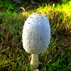 烟雨兰花采集到蘑菇