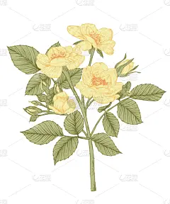 玫瑰,周年纪念,请柬,贺卡,背景分离,铅笔,复古风格,春天,铅笔画,植物