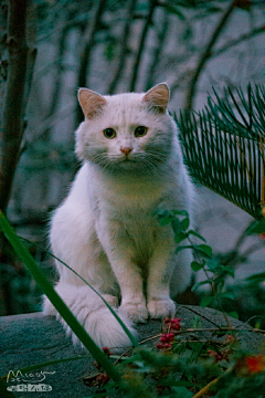 最後の谜题采集到猫