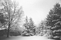 gratisography-snow-trees-winter