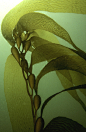 膀胱海藻_MalcolmFrancis(1)