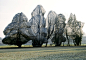 Christo and Jeanne-Claude  Wrapped Trees, Fondation Beyeler and Berower Park, Riehen, Switzerland, 1997-98