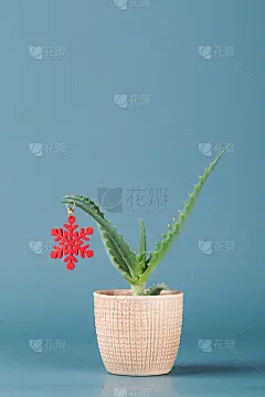 圣诞装饰的形式红雪花在绿色芦荟在盆中在蓝色的背景。新年圣诞卡的最小背景。本空间