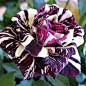 Black Dragon Rose（好像紫色甘蓝）…_来自SJ_敏的图片分享-堆糖网