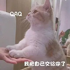 关居/猫表情包