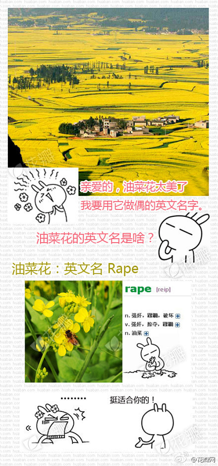  #花瓣花语录#取英文名字绝对要“油菜花...