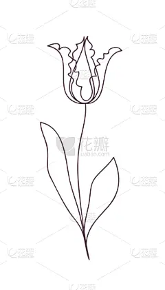郁金香,自然美,概念,式样,线条画,摆拍,浪漫,铅笔,简单,花