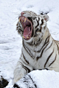 White Roar (by Josef Gelernter)