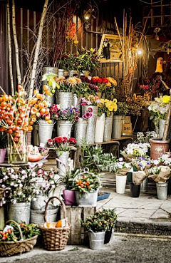 画煤采集到花店