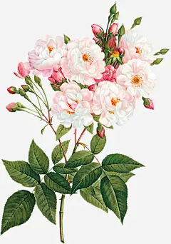 文艺清新花草海报设计装饰_新图网 https://ixintu.com 花草装饰 花草包装礼盒 花草插画 植物插画 海报设计 文艺花草PPT制作 小清新花草装饰