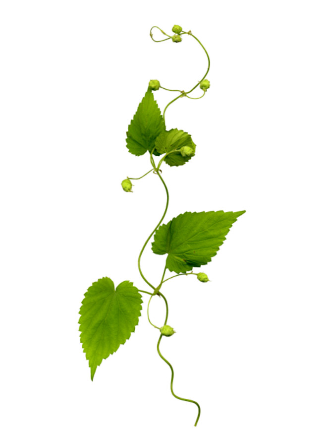 叶子 水彩 植物 手绘 树叶 插画