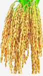 低头的稻穗高清素材 丰收 季节 秋天 秋收 稻田 稻穗 金色 元素 免抠png 设计图片 免费下载 页面网页 平面电商 创意素材