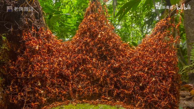 行军蚁：扫荡雨林的顶级捕食者，蚂蚁帝国的...