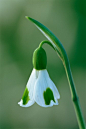 Galanthus plicatus 'Byzantinus' 克里米亚雪花莲"拜占庭"