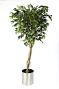Buy Ficus Benjamina with Vine, UK