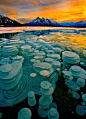 冰冻泡泡，亚伯拉罕湖，加拿大阿尔伯塔省