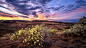 General 3840x2160 nature landscape clouds sky outdoors flowers yellow flowers plants orange sky