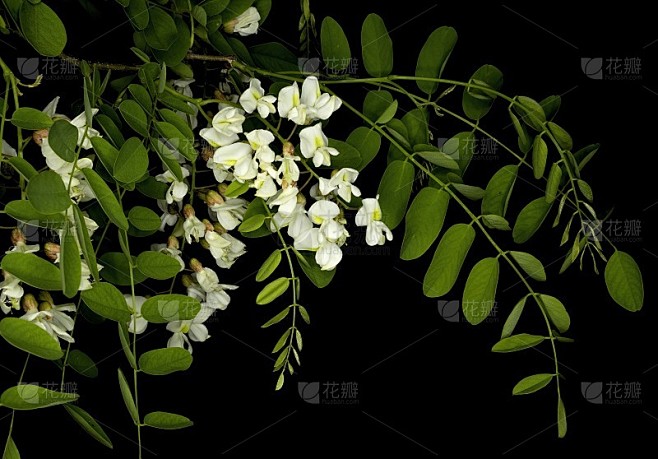 刺槐花和刺槐叶，俗称刺槐，底色黑色