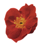 26-Flower