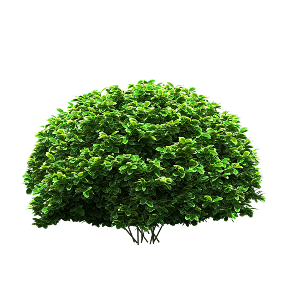 树丛