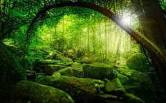 丛林里的阳光桌面壁纸 