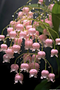 100 light pink transparent lily of the valley flowers on the grass, small and delicate, bright and lovely, with green leaves and branches. In the style of rainbow/milky white, light pink gemstones and brownish red, rainbowcore, I can't believe how beautif