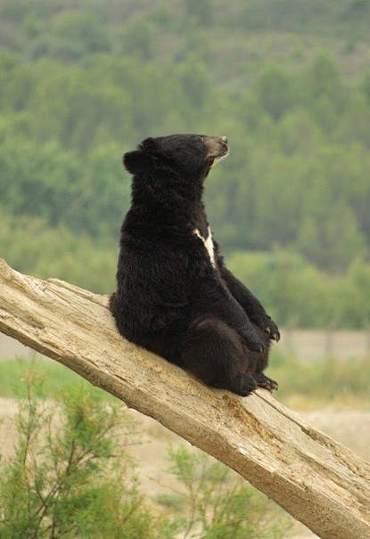 悠然自得的熊，坐姿好妖娆 ，哈哈哈