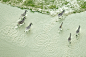 Aerial Photos of Botswana Wildlife | iGNANT.de