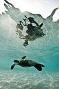 Reflected Sea Turtle by Anders Carlson